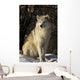 Grey Wolf In Ecomuseum Zoo Wall Mural
