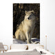 Grey Wolf In Ecomuseum Zoo Wall Mural