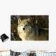 Grey Wolf In Ecomuseum Zoo Wall Mural
