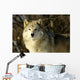 Grey Wolf In Ecomuseum Zoo Wall Mural