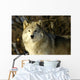 Grey Wolf In Ecomuseum Zoo Wall Mural