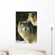 Grey Wolf In Ecomuseum Zoo Wall Mural