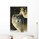 Grey Wolf In Ecomuseum Zoo Wall Mural