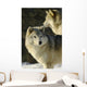 Grey Wolf In Ecomuseum Zoo Wall Mural