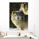 Grey Wolf In Ecomuseum Zoo Wall Mural