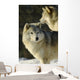 Grey Wolf In Ecomuseum Zoo Wall Mural