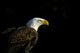Bald Eagle In Ecomuseum Zoo Wall Mural