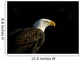 Bald Eagle In Ecomuseum Zoo Wall Mural