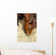 Cheval Marron