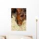 Cheval Marron