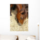 Cheval Marron