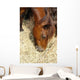 Cheval Marron