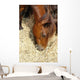 Cheval Marron