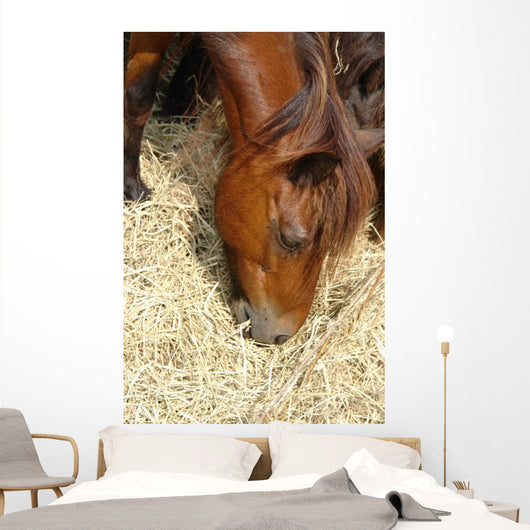 Cheval Marron