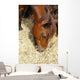 Cheval Marron