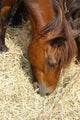 Cheval Marron