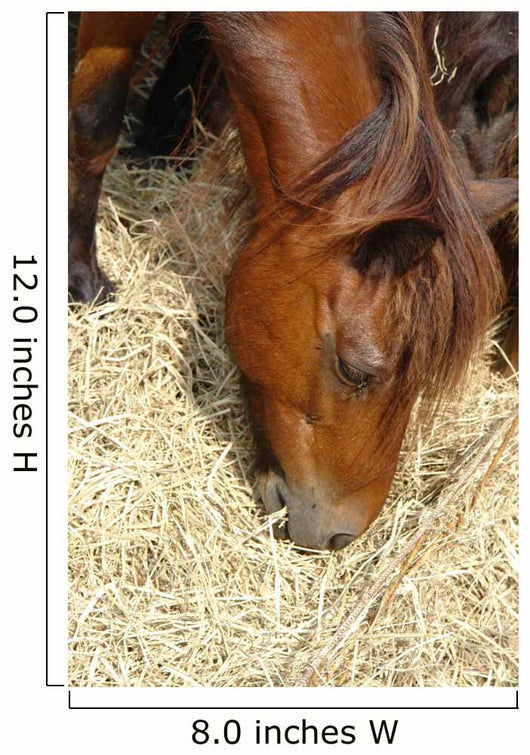 Cheval Marron
