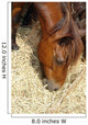 Cheval Marron