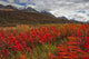 Fireweed Blowing In The Wind Along The Haines Highway Wall Mural