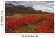Fireweed Blowing In The Wind Along The Haines Highway Wall Mural