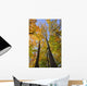 Maple Trees In Autumn Colours In Algonquin Provincial Park Wall Mural
