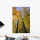 Maple Trees In Autumn Colours In Algonquin Provincial Park Wall Mural