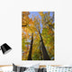 Maple Trees In Autumn Colours In Algonquin Provincial Park Wall Mural