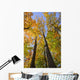 Maple Trees In Autumn Colours In Algonquin Provincial Park Wall Mural