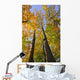 Maple Trees In Autumn Colours In Algonquin Provincial Park Wall Mural