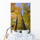 Maple Trees In Autumn Colours In Algonquin Provincial Park Wall Mural