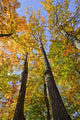 Maple Trees In Autumn Colours In Algonquin Provincial Park Wall Mural