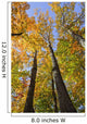 Maple Trees In Autumn Colours In Algonquin Provincial Park Wall Mural