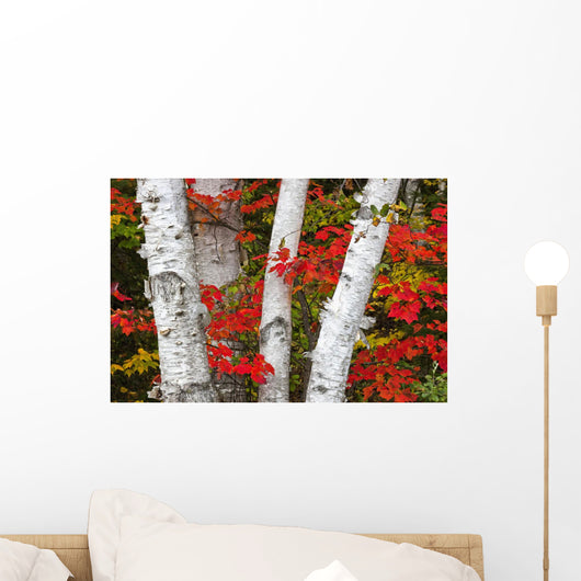 Birch Trees Surrounded By Red Maple Leaves In Algonquin Park Wall Mural