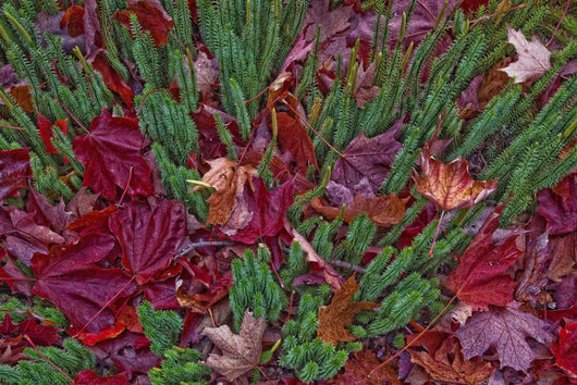 Maple Leaves Laying On The Ground In Algonquin Park Wall Mural