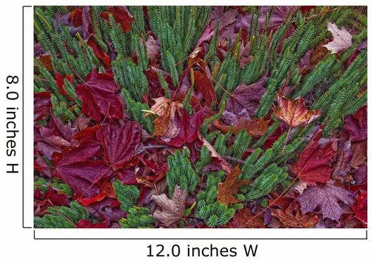 Maple Leaves Laying On The Ground In Algonquin Park Wall Mural