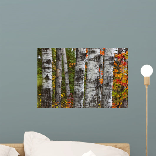 Aspen Trees Surrounded By Colourful Autumn Leaves Wall Mural