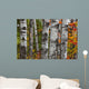 Aspen Trees Surrounded By Colourful Autumn Leaves Wall Mural