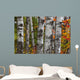 Aspen Trees Surrounded By Colourful Autumn Leaves Wall Mural