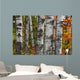 Aspen Trees Surrounded By Colourful Autumn Leaves Wall Mural