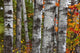Aspen Trees Surrounded By Colourful Autumn Leaves Wall Mural