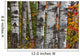 Aspen Trees Surrounded By Colourful Autumn Leaves Wall Mural