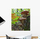 A Cluster Of Mushrooms On A Stump In Algonquin Provincial Park Wall Mural