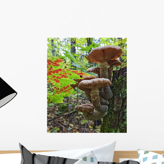 A Cluster Of Mushrooms On A Stump In Algonquin Provincial Park Wall Mural