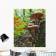 A Cluster Of Mushrooms On A Stump In Algonquin Provincial Park Wall Mural