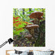 A Cluster Of Mushrooms On A Stump In Algonquin Provincial Park Wall Mural