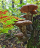A Cluster Of Mushrooms On A Stump In Algonquin Provincial Park Wall Mural
