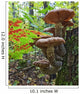 A Cluster Of Mushrooms On A Stump In Algonquin Provincial Park Wall Mural
