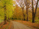 Autumn Walk Wall Decal