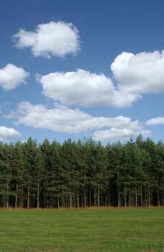 Tree Line with Cumulus Wall Decal