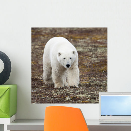 A Polar Bear Walking On The Tundra Wall Mural